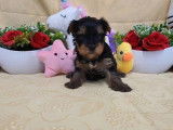 2 chiots mâles Yorkshire Terrier LOF à réserver