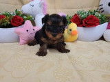 2 chiots mâles Yorkshire Terrier LOF à réserver