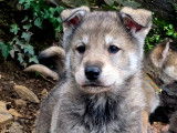 Chiots croisés Chien Loup Tchécoslovaque à vendre
