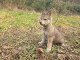 Chiots croisés Chien Loup Tchécoslovaque à vendre