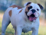 Chien femelle Bulldog Anglais disponible pour saillie (LOF)