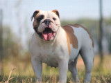 Chien femelle Bulldog Anglais disponible pour saillie (LOF)