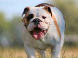 Chien femelle Bulldog Anglais disponible pour saillie (LOF)