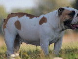 Chien femelle Bulldog Anglais disponible pour saillie (LOF)
