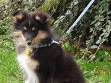 1 chiot femelle Berger des Shetland LOF &agrave; r&eacute;server
