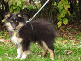 1 chiot femelle Berger des Shetland LOF &agrave; r&eacute;server