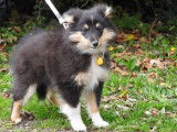 1 chiot femelle Berger des Shetland LOF &agrave; r&eacute;server
