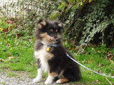 1 chiot femelle Berger des Shetland LOF &agrave; r&eacute;server