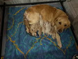 9 chiots Golden Retriever disponibles &agrave; l&rsquo;achat (LOF)