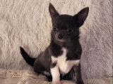 Chiot femelle Chihuahua disponible &agrave; la vente (LOF)