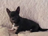 Chiot femelle Chihuahua disponible &agrave; la vente (LOF)