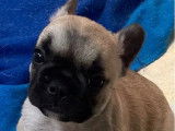 Chiots Bouledogue Fran&ccedil;ais &agrave; r&eacute;server (LOF)