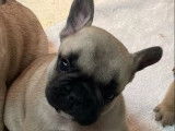 Chiots Bouledogue Français à réserver (LOF)