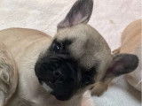 Chiots Bouledogue Français à réserver (LOF)