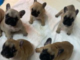 Chiots Bouledogue Français à réserver (LOF)