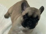 Chiots Bouledogue Français à réserver (LOF)