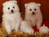 2 chiots Spitz Japonais LOF &agrave; r&eacute;server