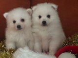 2 chiots Spitz Japonais LOF &agrave; r&eacute;server