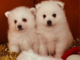 2 chiots Spitz Japonais LOF &agrave; r&eacute;server
