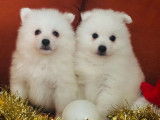 2 chiots Spitz Japonais LOF &agrave; r&eacute;server