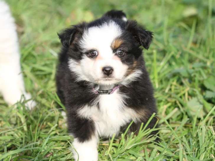 1 chiot femelle Berger Australien à réserver (LOF)