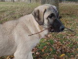 4 chiots Berger Kangal disponibles &agrave; l&rsquo;achat (LOF)