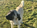 4 chiots Berger Kangal disponibles &agrave; l&rsquo;achat (LOF)