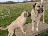 4 chiots Berger Kangal disponibles &agrave; l&rsquo;achat (LOF)
