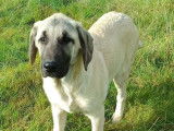 4 chiots Berger Kangal disponibles &agrave; l&rsquo;achat (LOF)