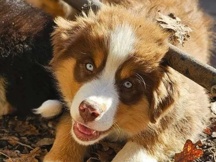 1 chiot mâle Berger Américain Miniature à vendre (LOF)