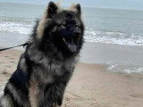 Chien m&acirc;le Eurasier adulte disponible pour saillie (LOF)