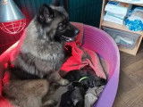 Chien m&acirc;le Eurasier adulte disponible pour saillie (LOF)