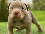 Chiot American Bully &agrave; vendre