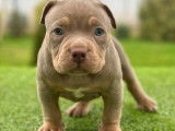 Chiot American Bully &agrave; vendre