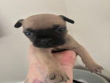 Chiots de type Bouledogue Fran&ccedil;ais &agrave; vendre (2 femelles & 5 m&acirc;les)