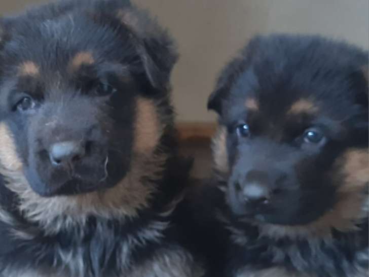 Chiots Berger Allemand femelles LOF