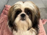 M&acirc;le Shih Tzu disponible pour saillie
