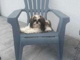 M&acirc;le Shih Tzu disponible pour saillie