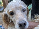 Disponible &agrave; l'adoption : chien Setter Anglais de 6 ans