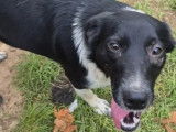 Pr&ecirc;te pour l&rsquo;adoption : chienne Border Collie noire et blanche