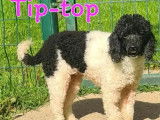 Adoption disponible : chienne Caniche noire et blanche