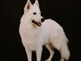 Jeune Berger Blanc Suisse disponible pour saillie
