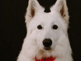 Jeune Berger Blanc Suisse disponible pour saillie