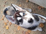 A&iuml;ko, m&acirc;le Husky Sib&eacute;rien disponible pour saillie