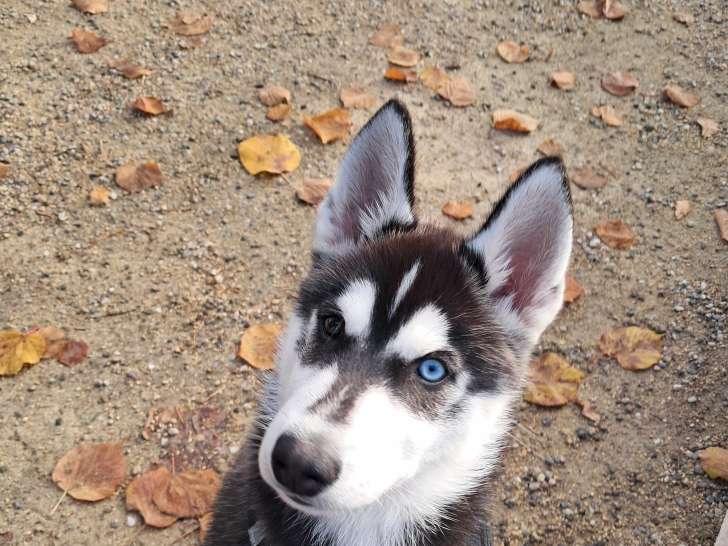 A&iuml;ko, m&acirc;le Husky Sib&eacute;rien disponible pour saillie