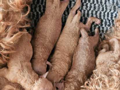 Chiots Caniche Toy rouges &agrave; vendre