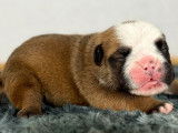 10 chiots Bulldog Anglais LOF n&eacute;s en d&eacute;cembre 2025 &agrave; r&eacute;server