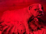 10 chiots Bulldog Anglais LOF n&eacute;s en d&eacute;cembre 2025 &agrave; r&eacute;server