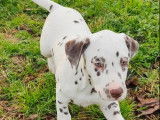 3 chiots Dalmatiens LOF m&acirc;les &agrave; vendre