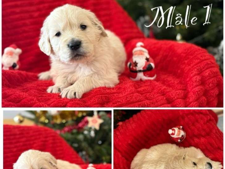 8 chiots Golden Retrievers nés en octobre 2025 à réserver